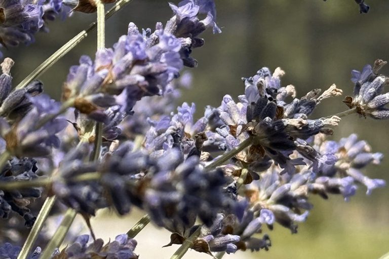 Blühender Lavendel im Garten. Sorgt für eine entspannte Atmosphäre.